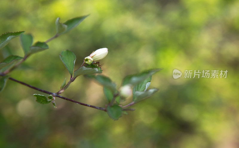 公园里的植物大花溲疏特写