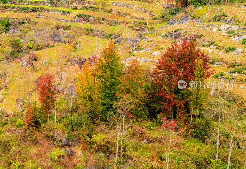 重庆酉阳：漫山遍野枫叶红