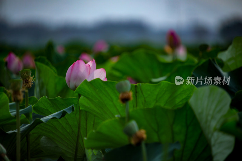 特写荷花与荷叶