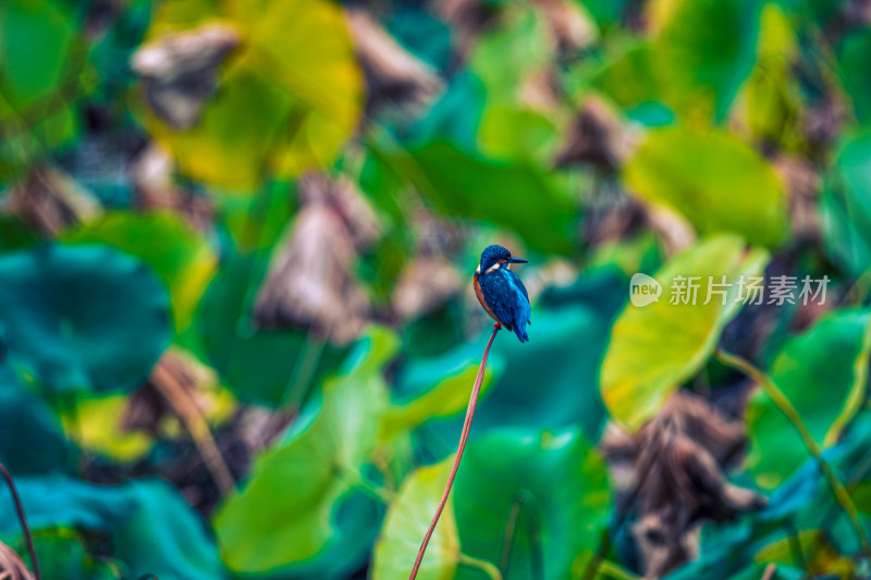 荷花池塘里的小鸟