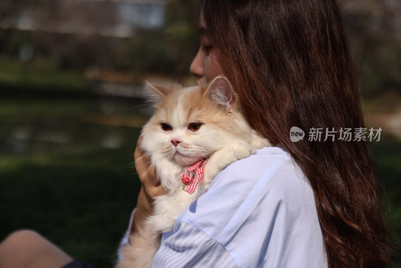 一个美女与宠物英国长毛猫的温馨互动