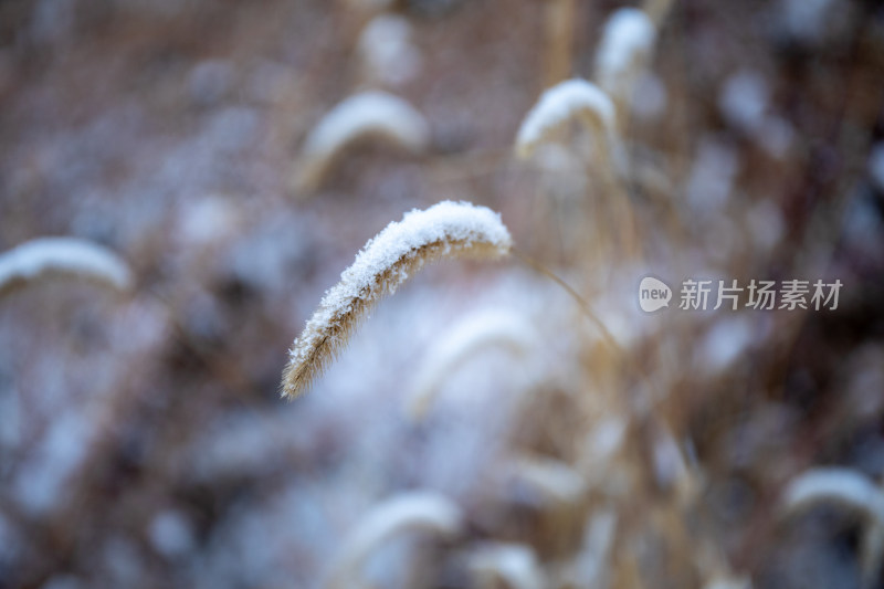 冬天芦苇植物被雪花覆盖的照片