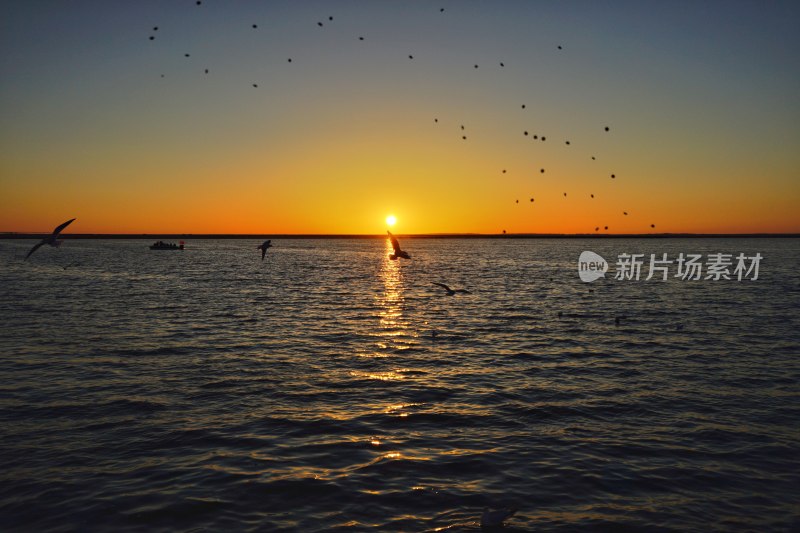 内蒙古额济纳，居延海的日出与海鸥