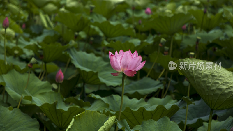 夏季公园荷塘荷叶丛中荷花特写