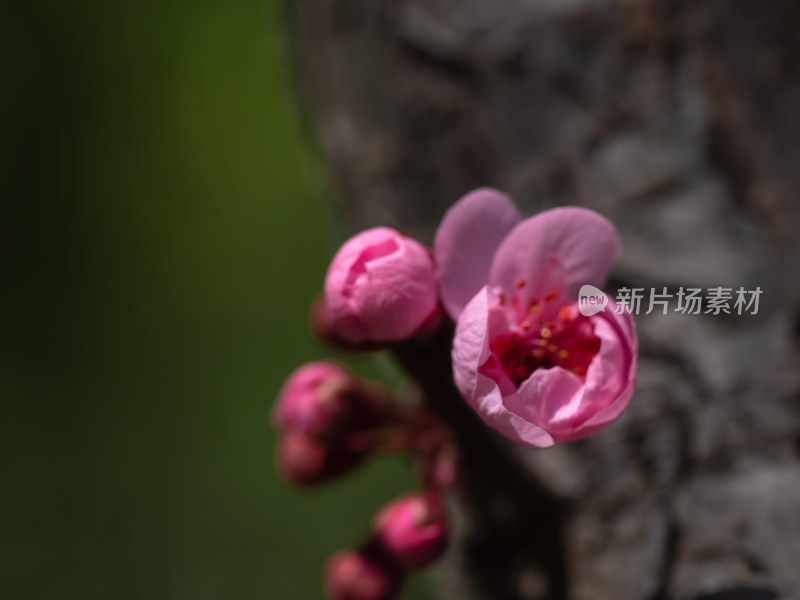 春暖花开粉红色梅花开放自然风景特写