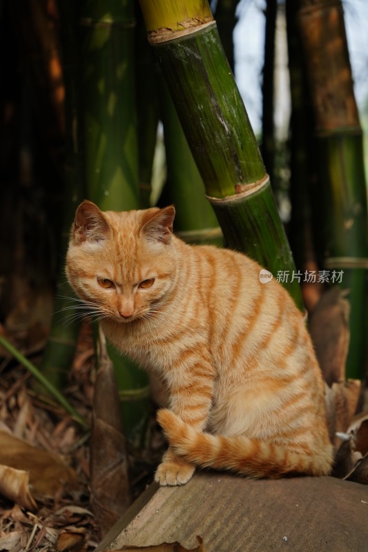 可爱橘猫写生