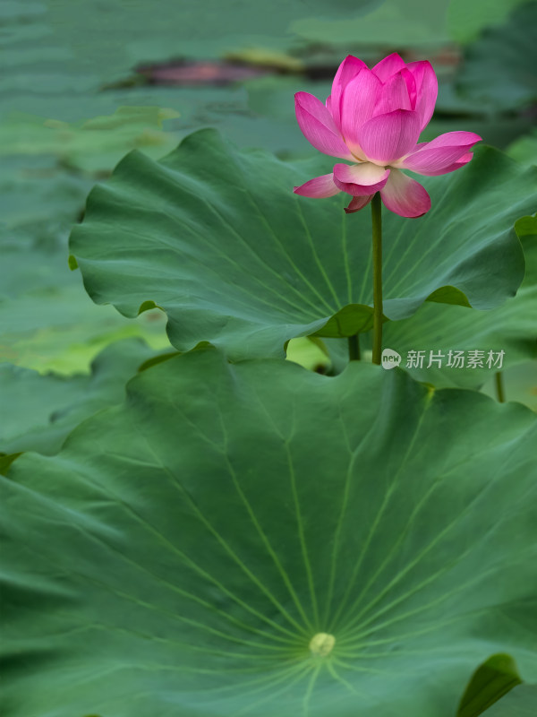 夏季荷塘粉红色莲花盛开