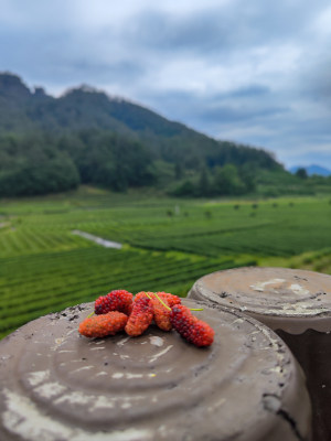 桑葚置于前景后的田园风光图