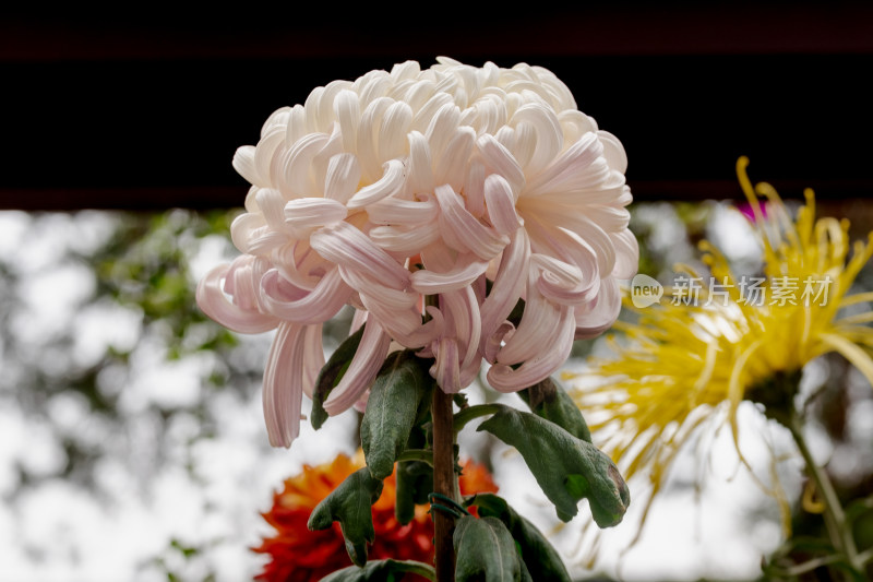 户外秋日菊花特写