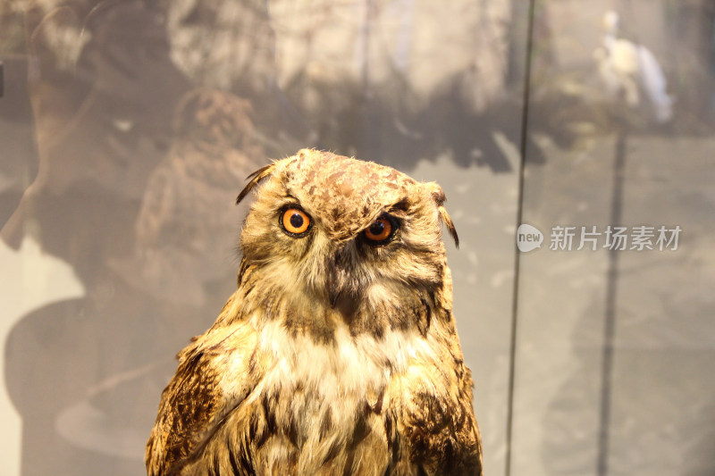 博物馆内川西高原鸟类动物标本展示