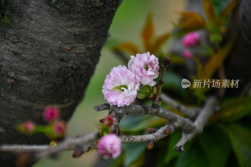 粉色樱花特写