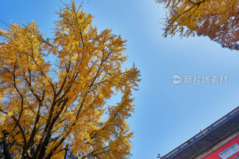 南京栖霞山栖霞寺秋色