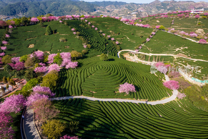 福建龙岩永福台品樱花茶园