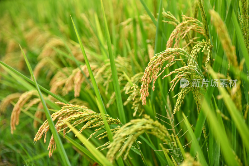 生长的水稻稻田稻穗,乡村经济