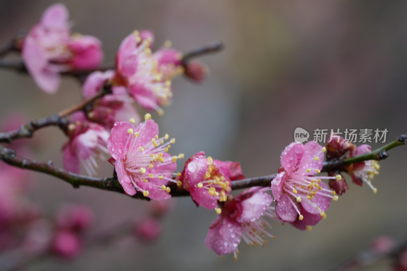 带水珠的粉色梅花特写
