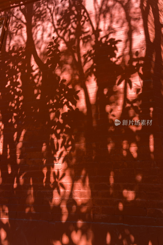洛阳白马寺红墙树影诗意意境空镜宁静阳光