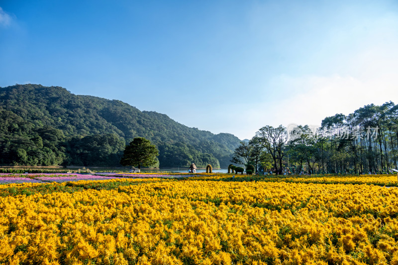 从化石门森林公园天池花海