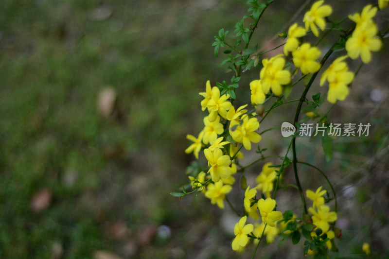 春景盛开的迎春花