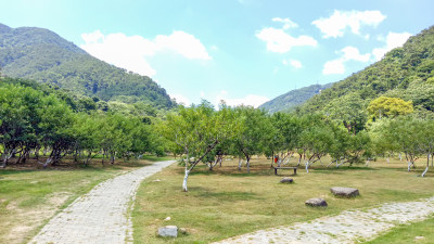 山林间草地与树木风景