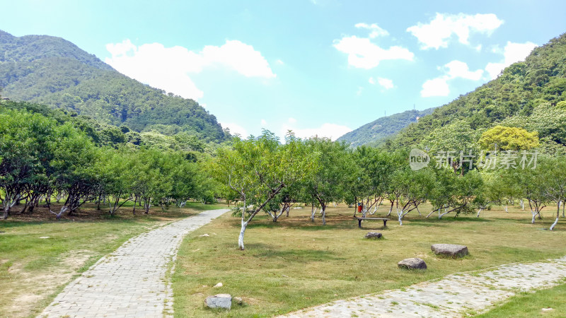 山林间草地与树木风景