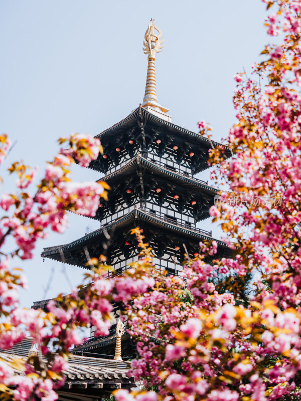 平凉泾川县大云寺樱花