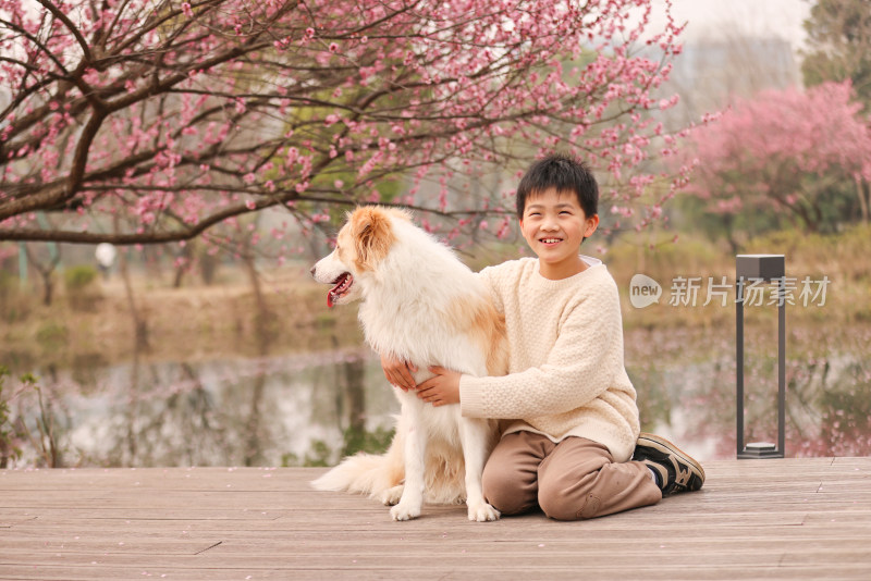 小男孩与边境牧羊犬在梅花树下互动的场景