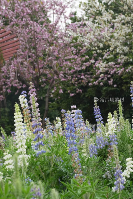 千灯湖多彩羽扇豆花特写