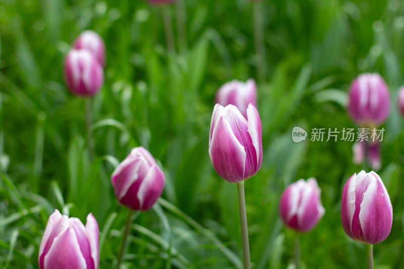 杭州太子湾多彩郁金香花海景观