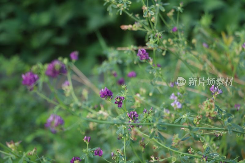 IMG_0456     夏季野外紫色小花