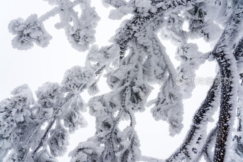 冬季大雪树木雾凇雪挂