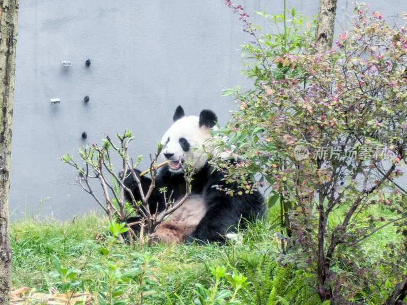 成都大熊猫繁育研究基地的大熊猫