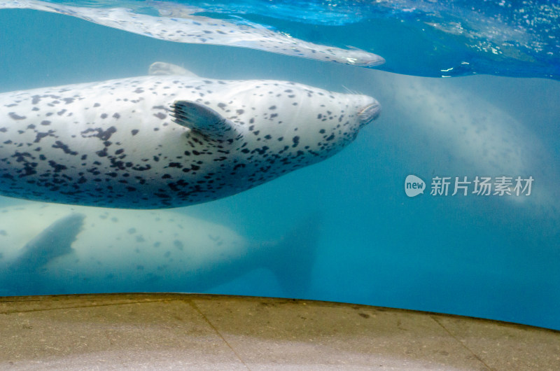 在大海里仰泳的斑海豹