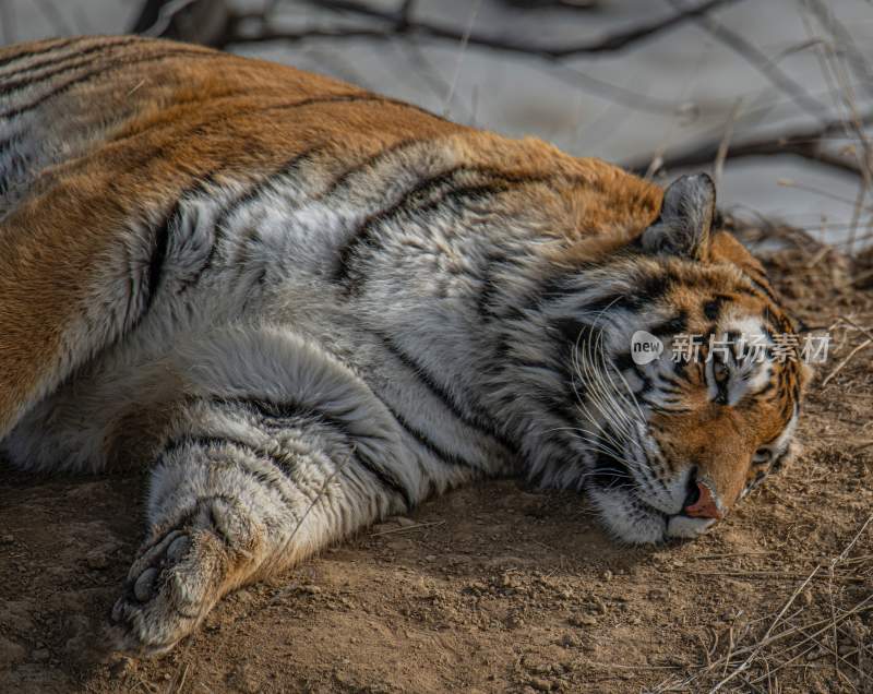 野生动物老虎食肉动物狩猎者