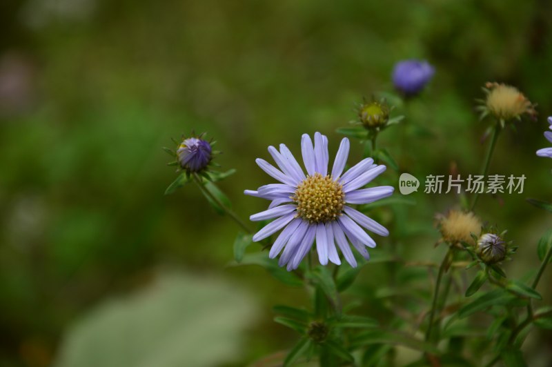 林芝路边的花花草草