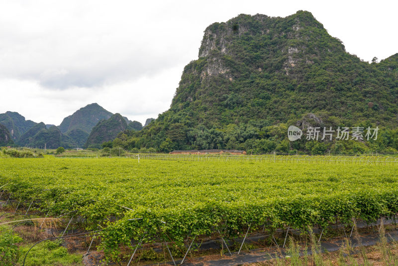 黄金百香果种植园户外生态种植