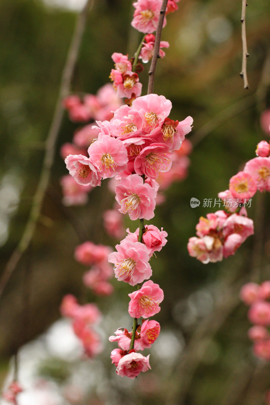 春雨后的梅花