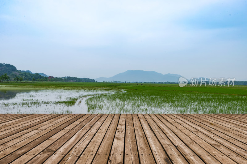 绿油油的稻田