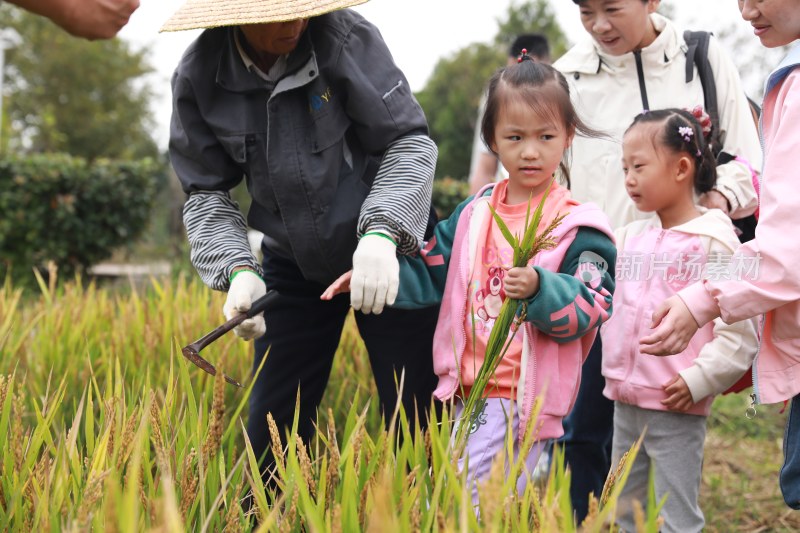 农民戴草帽在田间指导幼儿园小孩收割水稻