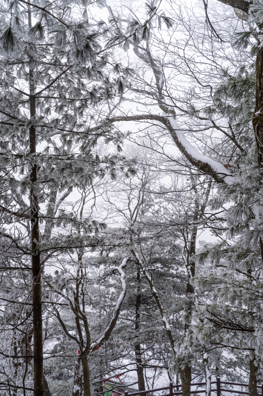 老君山下雪大山森林雾凇景观