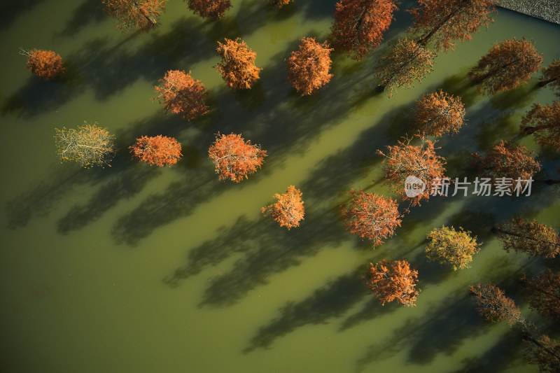 上海青西郊野公园秋季水杉林