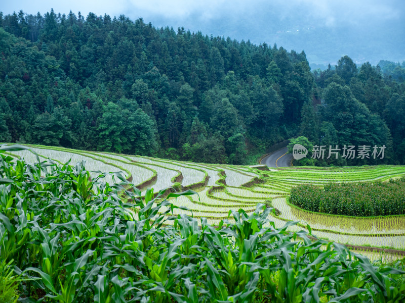 绿意盎然的山间梯田风光