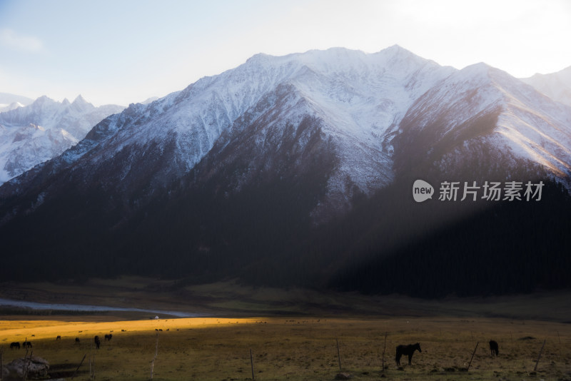 新疆夏塔牧场日落时分阳光下的雪山与草原