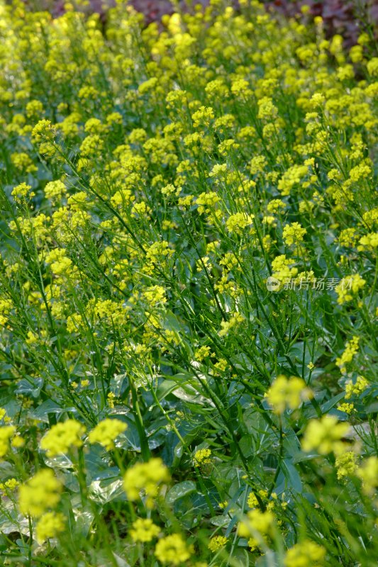 厦门园博苑的油菜花