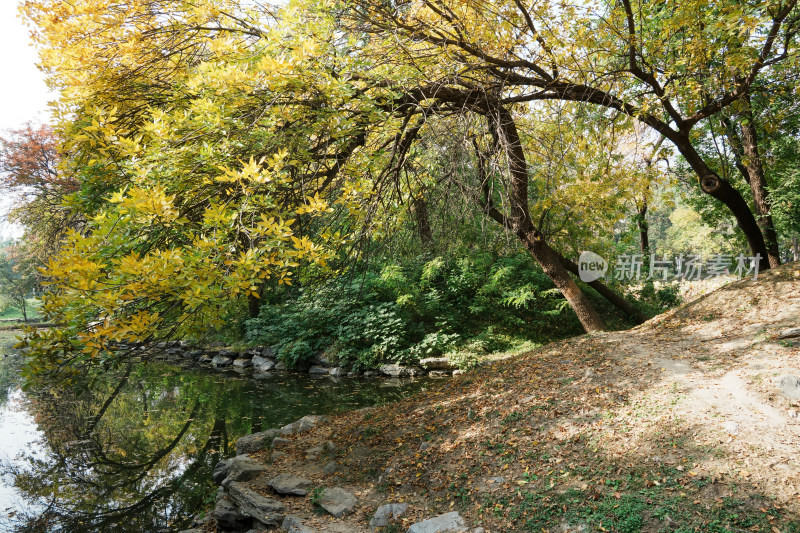 北京圆明园秋天树林风景