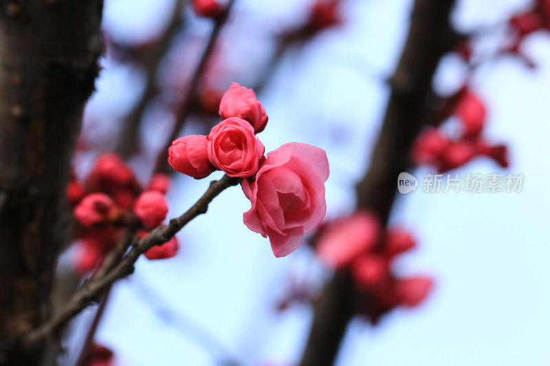 立春时节含苞怒放的红梅