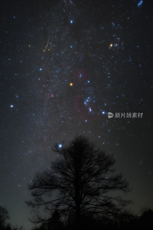 杭州临安冬季银河星空流星孤树猎户座