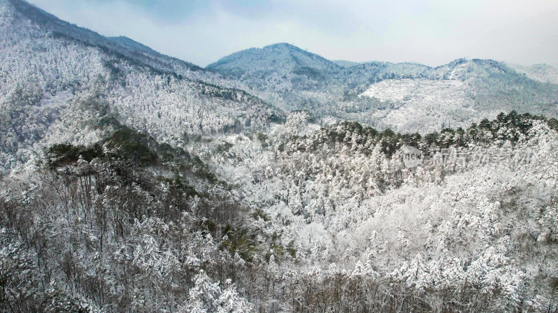 森林雪景