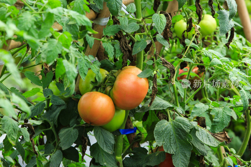 夏日农田地里成熟的西红柿