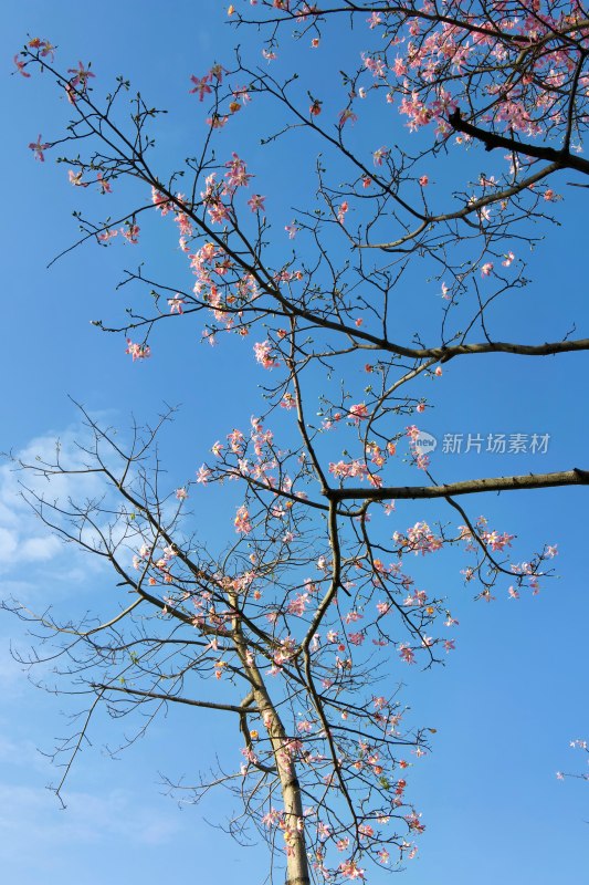 蓝天背景下的粉色花枝