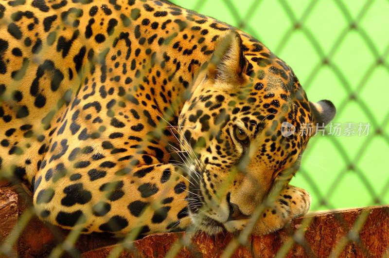 野生动物豹子猎豹猎食动物